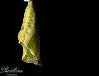castor pupa after space-shan-200613-.jpg