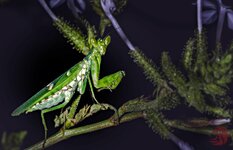 praying mantis1- chakkarbundh - 12x19-7423.jpg