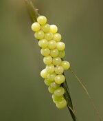 50_Eier der grünen Stinkwanze (Palomena prasina).jpg