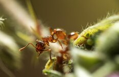 Rote Gartenameise (Myrmica rubra) (1).jpg