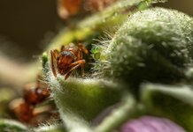 Rote Gartenameise (Myrmica rubra) (4).jpg