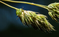 Gr├╝ne Stinkwanzenlarve (Palomena prasina) (4).jpg