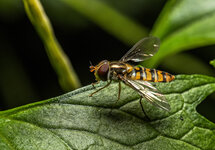 Schwebfliegen (Syrphidae) (3).jpg
