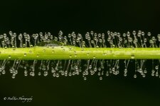 Dewdrops.jpg