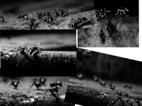 ant city2.jpg
