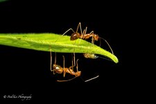 Just Ants.jpg