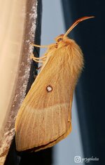 Papillon nuit-1.jpg