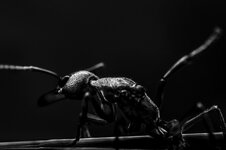 ant.jpg