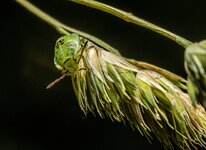 50_Grüne Stinkwanzenlarve (Palomena prasina) (3).jpg