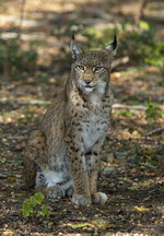 Jonge Lynx 13-9-2020 RONW7751.jpg