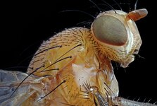 Drosophila.jpg