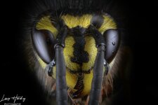 Portraits of a wasp.jpg
