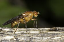 dung fly.jpg