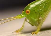 grasshopper-close-up-edited.jpg