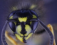 wasp portrait affinity.jpg