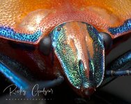 Harlequin Bug -- Female Head.jpg
