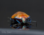 Harlequin Bug - Female.jpg