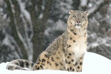 carnivore-Snow-leopard-regions-subcontinent-Asia-Indian.jpg