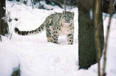 snow-leopards-length-head-tail.jpg