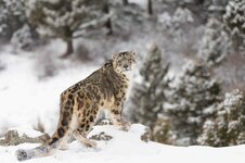 __opt__aboutcom__coeus__resources__content_migration__mnn__images__2016__10__snow-leopard-maje...jpg