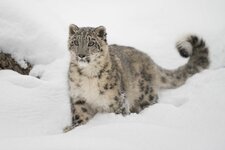 __opt__aboutcom__coeus__resources__content_migration__mnn__images__2016__10__snow-leopard-enda...jpg