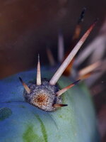 02-Echinopsis_peruviana.jpg