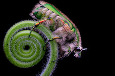 01 The Flower Chafer Beetle-Ashok Kallagunta.JPG