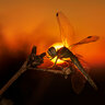 Sunrise dragonfly edit