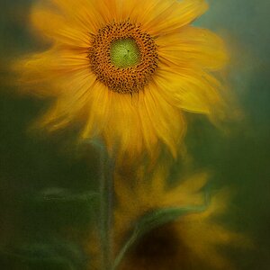 Slunečnice-Sunflower.jpg