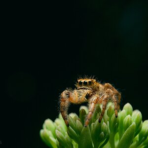 Unidentified Jumping Spider