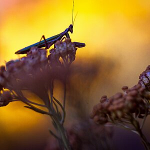 Mantis at sundown