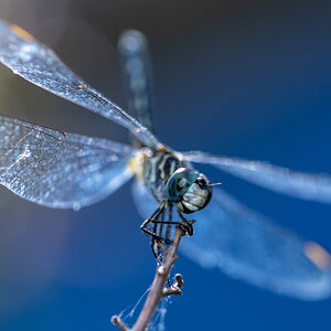 Dragonfly with Bokeh