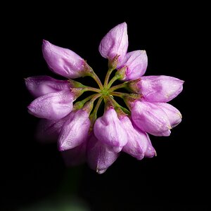 Small Other Worlds - Crownvetch