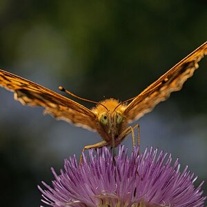Silver-washed Fritillary on thistle flower