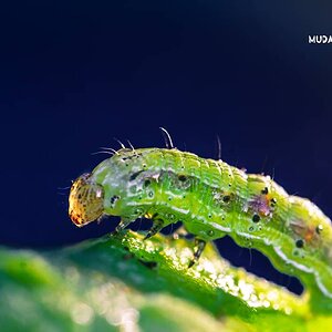 Caterpillar in the Capsicum