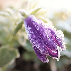 Sunny winter flower