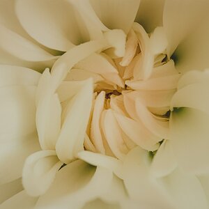 White chrysanthemum.jpg