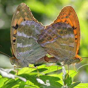 Silver-washed Fritillaries paired