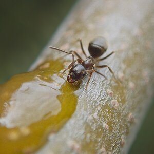 Ant eating
