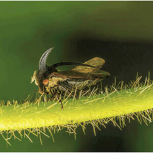 Acanthuchus Trispinifer aka Tri-Horned Treehopper.jpg