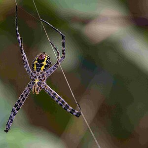 signature spider- shan- talzon lake - 6xii19.jpg