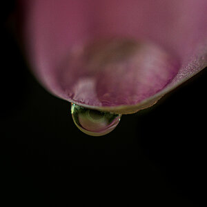 Water drop on the flower's petal. NF.jpg