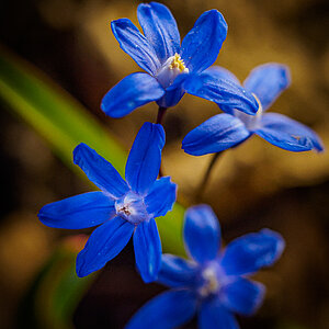 , flower, spring . macro 1.250s f 2.8, ISO 640.Olympus 60mm macro, 6.5.2020.10.13 pm Oulu kaup...jpg