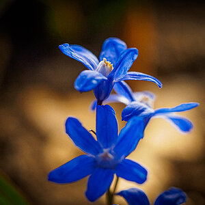 , flower, spring . macro 1.640s f 2.8, ISO 640.Olympus 60mm macro, 6.5.2020.10.13 pm Oulu kaup...jpg