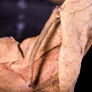 looper inchworm geometrid moth cat  -200511-shan-2836.jpg
