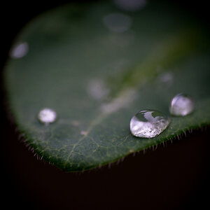 Leaf droplets.jpg