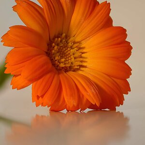 Orange daisy.jpg