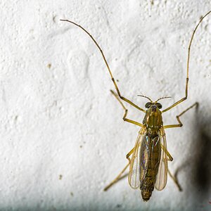 Chironomidae midge female-200523-untitled-3030.jpg