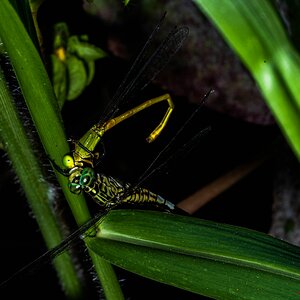 dragonfly meal- tarzon lake - 10x19-7372.jpg