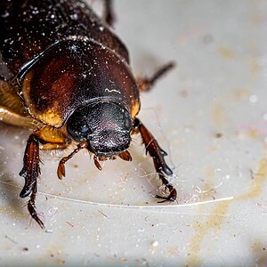 scarab beetle-200606-shan-3372.jpg